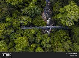 Take a walk amongst the tree tops at 50m off the ground. Tree Top Walk Sungai Image Photo Free Trial Bigstock