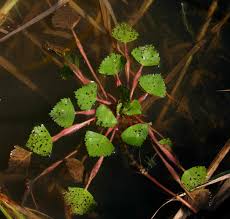 Image result for Trapa natans