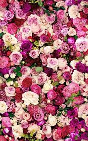 Pretty Hot Pink Fuchsia Pale Pink Cream Roses Pretty Rose Flower Wall Flower Wallpaper Rose Wallpaper Flowers