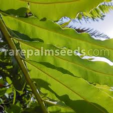 Image result for Acrostichum aureum