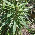 Image result for Brexia madagascariensis