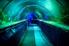 Deep sea world edinburgh discount. Home Deep Sea World