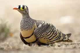 Pin On 10 721 Birds