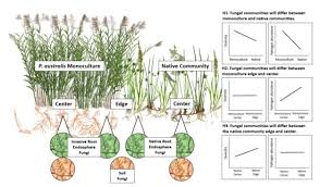 Image result for Phragmites mauritianus