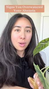 Alocasia Polly Leaf Turning Yellow