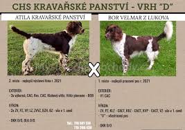 Image result for německý křepelák postava