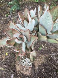 Kalanchoe Beharensis Fang