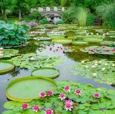 Shiga S Mizunomori Water Botanical Garden Is Best Known For Its Picturesque Lotus Display This Dreamy Water Lilies Botanical Gardens Monet Water Lilies