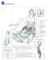 Begin to tighten your thigh muscles and slowly raise one of your lower legs so that it's parallel to the floor, holding the position for 5 seconds. Pin By Flavio Terroso On Leg Exercises Fitness Training Strength Training Workouts Fitness Body