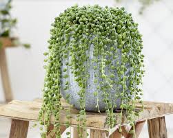 Image result for Senecio letouzeyanus