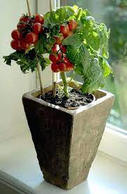 Compare prices & read reviews. Everything About Growing Tomatoes Indoors Balcony Garden Web