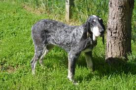 Il peut être bicolore ou tricolore : Accueil Elevage Des Hurleurs Du Perigord Eleveur De Chiens Petit Bleu De Gascogne