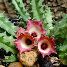 Image result for Huernia verekeri