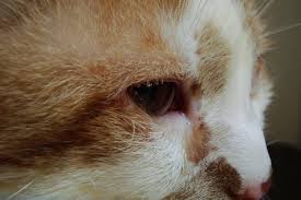 Source surgical management and outcome of lower eyelid entropion in 124 cats. Entropion In Cat Veterinary Clinic Sofia