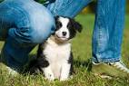 Puppies for Sale Near Me