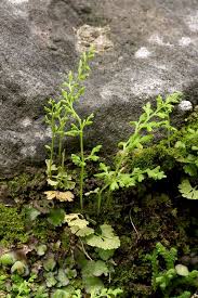 Image result for Anogramma leptophylla