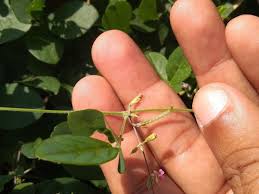 Image result for Teramnus repens