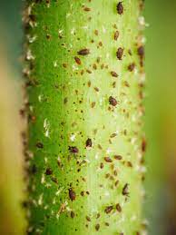 Jun 11, 2021 · spray the underside of your leaves and your plant in the evening again until the aphids are removed. Get Rid Of Aphids Naturally With These 9 No Fail Solutions Garden Betty