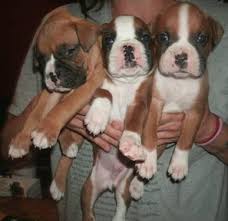 Explore 2 boxer breeders near you. 6 Week Old Akc Boxer Puppies For Sale In Fort Wayne Indiana Classified Americanlisted Com