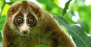 The 20 Dumbest Animals In The World Az Animals