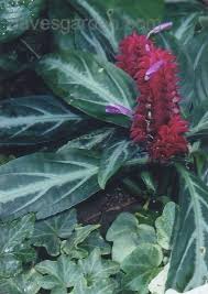 Image result for Justicia rodgersii