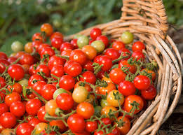 Top Tips For Growing Your Own Tomatoes Pride Landscape And Design