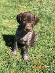 German shorthaired pointers are athletic and eager to please. Gsp German Shorthaired Pointer Pure Bred Pups