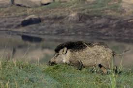In north america they are more commonly referred to as razorbacks or european boars.5. Forest Department Allowed To Kill Wild Boars Tamil Nadu Government Tells Madras High Court Deccan Herald