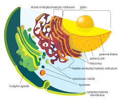 Endomembrane_System Cc4.Pdf