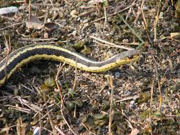 Natural history garter snakes (genus thamnophis) are one of the most common of snakes. Eastern Garter Snake Ohio History Central