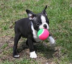 Princess rose has had her first litter, sire small but mighty. The Boston Terrier Club Of America