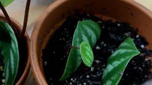 Check spelling or type a new query. Watermelon Peperomia Complete Care Propagation Guide Youtube