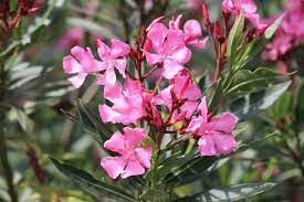 Der oleander verbreitet nicht nur mediterranes flair im garten oder auf der oleander, der wegen seiner immergrünen blätter auch rosenlorbeer genannt wird, stammt aus dem mittelmeerraum. Oleander Uberwintern Wie Und Wo Im Keller Im Freien So Gelingt Es