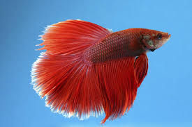 This type of betta features a variety of bright colors and a tail in i ordered a halfmoon rainbow beta, i received a regular beta of faded red blu color. Males Betta Fish Can Live With Other Fish Species Twintail Halfmoon Betta Red 1200x800 Wallpaper Teahub Io