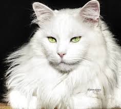 The Origin of Pets According to a Humorous Retelling of the Book of Genesis