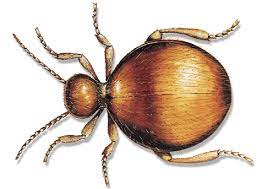 Almanca böcek adları (kınkanatlılar), german entomonyms (beetles), немецкие энтомонимы (жуки), deutsche käfernamen Messingkafer Bekampfen Durch Kammerjager Messingkaferbekampfung