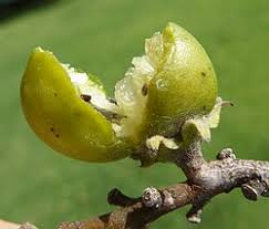 Image result for Diospyros mespiliformis