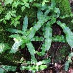 Image result for Asplenium uschiae