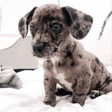 Puppies for sale from dog breeders near dallas / fort worth, texas. Dachshund Bulldog Mix Bulldach Welcome To The Sausage Dog World