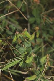 Image result for Rhynchosia albissima