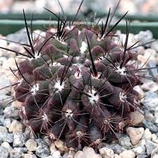 Image result for Tinnea eriocalyx