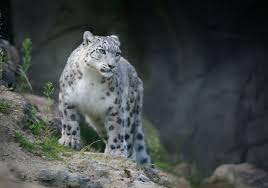 Snezhnyj Bars Snezhnyj Leopard Irbis Ili Snezhnyj Kot Snow Leopard Leopards Bengal Cat