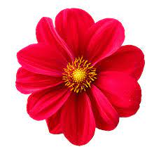 Dahlia Flower Png Image Flower Png Images Flower Clipart Flower Aesthetic