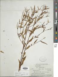 Image result for Ludwigia erecta