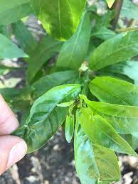 Although it may not be much to look at with its green, shiny leaves and long stems, it is a beautiful shrub to add to your garden beds. Ask A Question Forum Night Blooming Jasmine Pests Garden Org