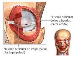 Blefaroespasmo Tengo Un Temblor En El Ojo Que Es