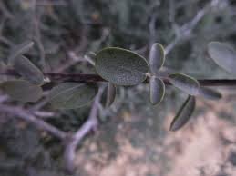 Image result for Cadaba farinosa