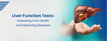 Image result for Liver Function Test