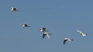 Spurn Bird Observatory Sightings