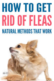 How To Get Rid Of Fleas Naturally Kill Fleas On Dogs Dog Flea Remedies Natural Pet Care